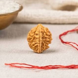 2 mukhi rudraksh